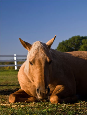 palomino lying dowm