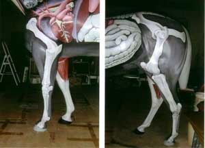 painted horse