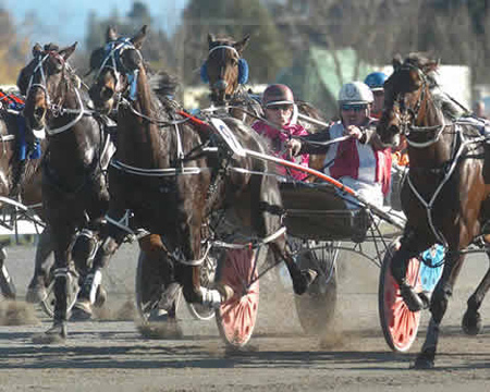Racing Standardbreds