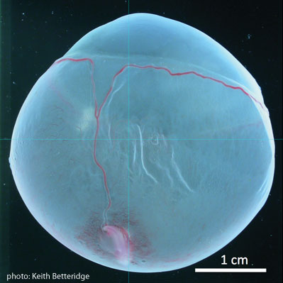 An equine conceptus photographed in saline