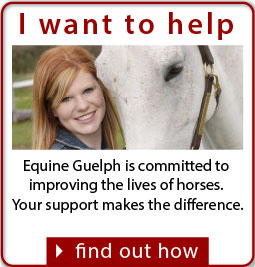 (link) I-Want-to-Help-I-Wavt-to-Donate-to-Equine-Guelph